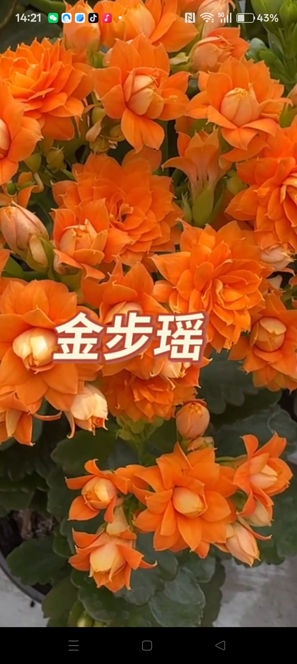 金步摇，开花圆润周正花大色艳