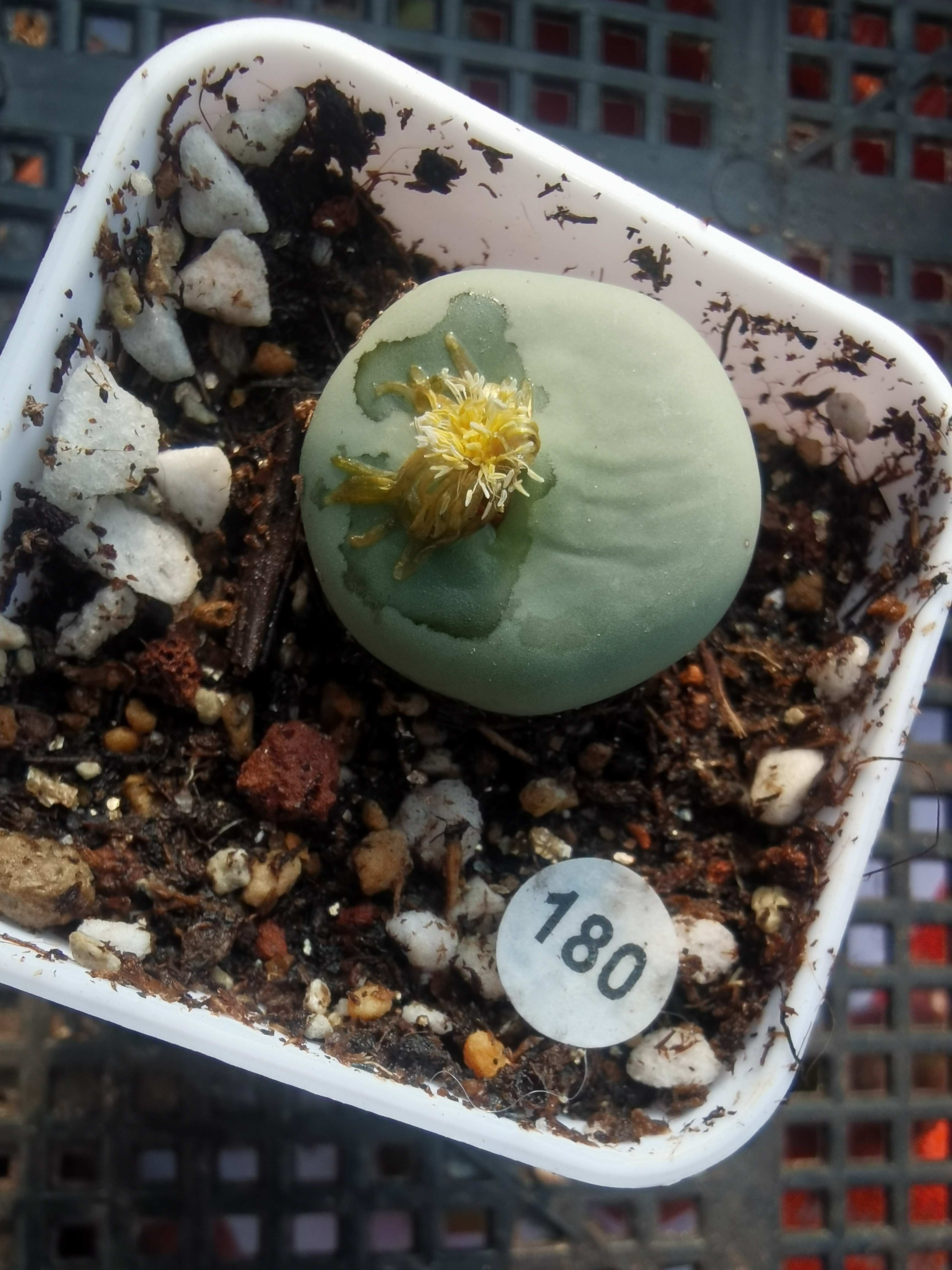 （零下勿拍）大嘴2.4CM多肉