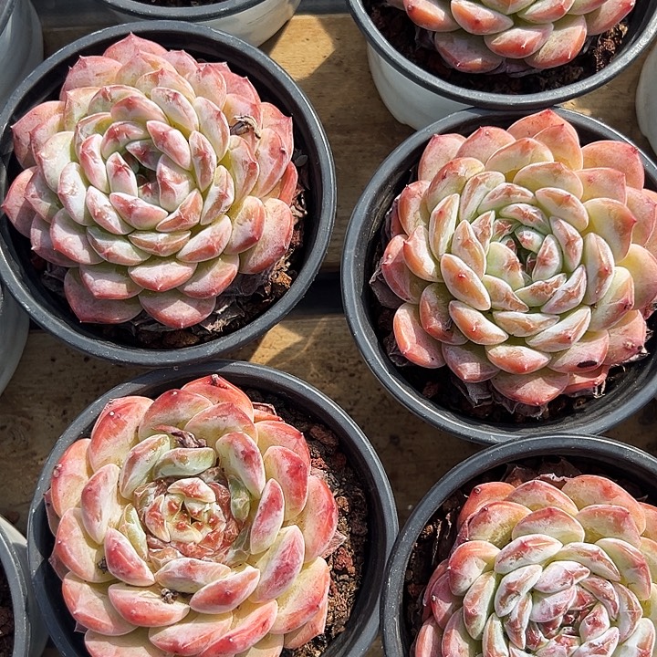 大单头     秘境冰魄