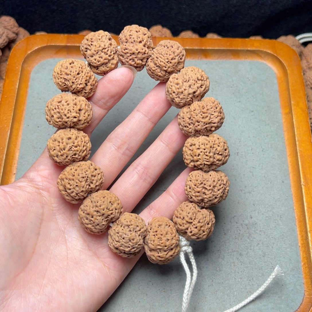 菩提19号金刚菩提五星蜂窝24