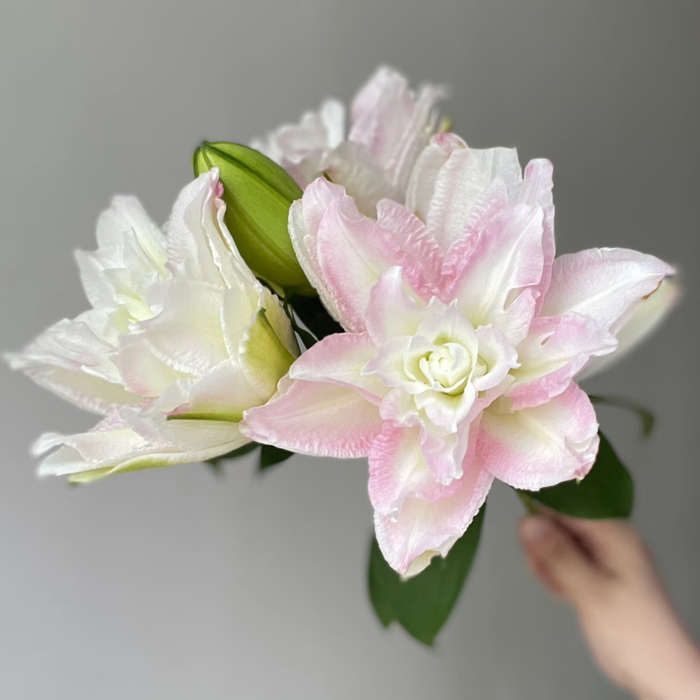 【花领域】粉色/重瓣/香水百合【任意两单顺丰包邮，鲜花20%不售后】