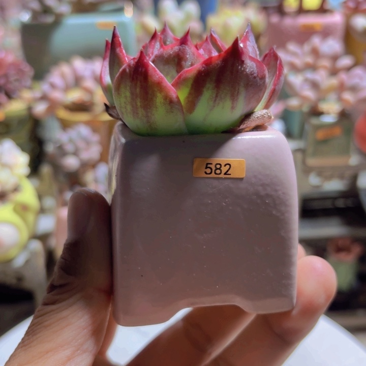 A***一物一拍编号582 