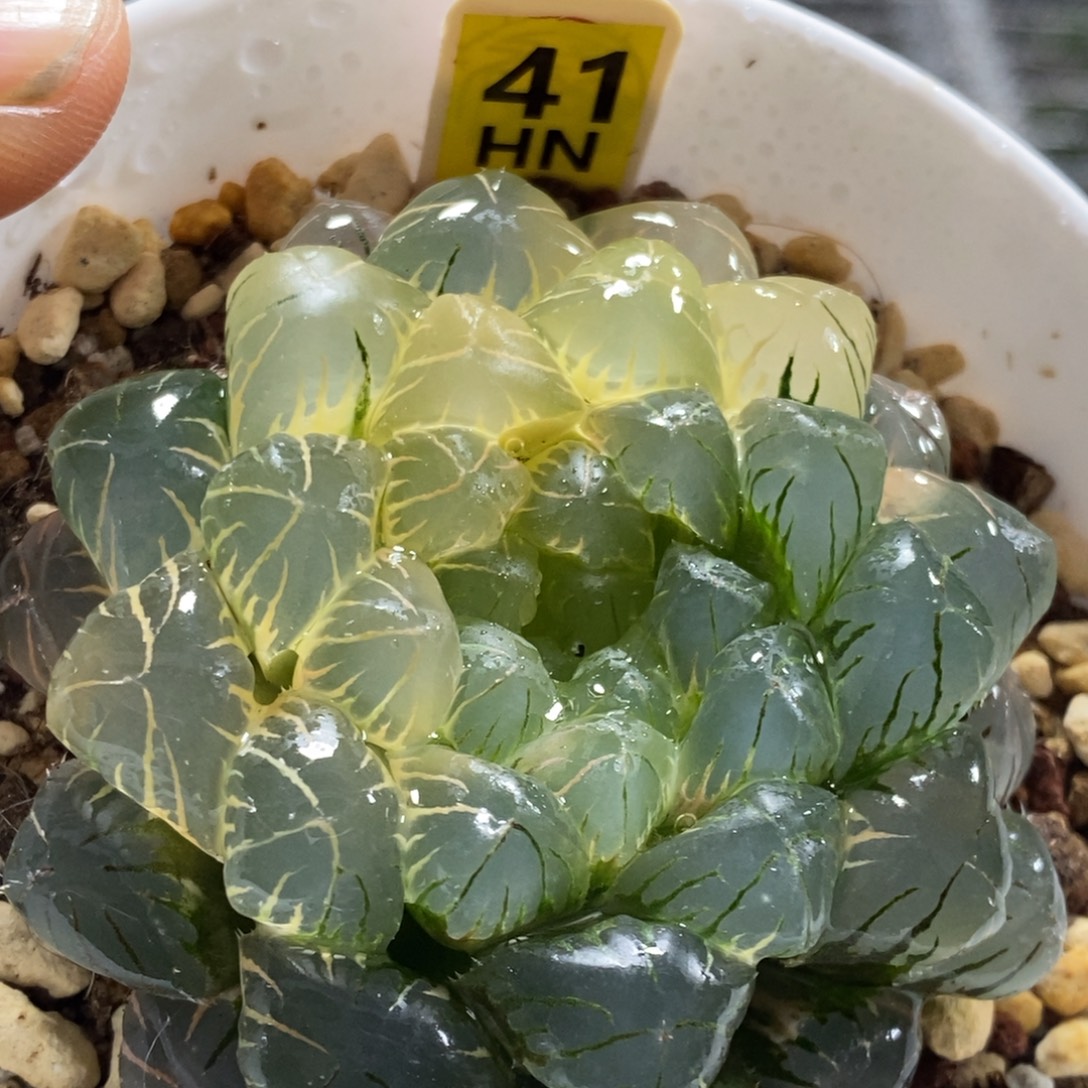 41号湖水一半糊斑