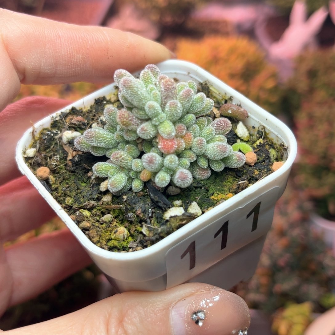 111实生冰晶可爱多肉植物