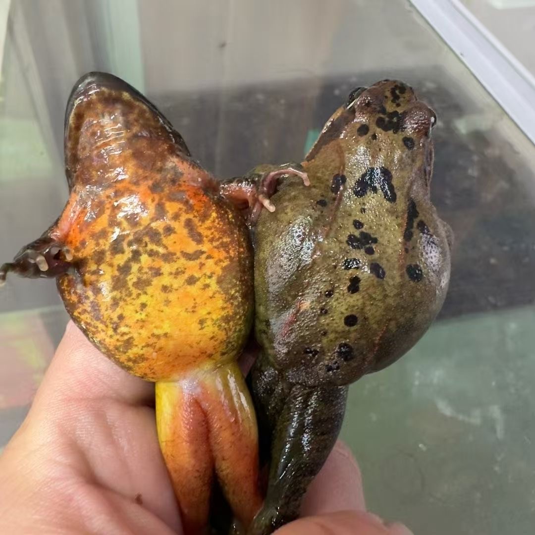 东北河鲜大母豹子，空运包邮买一斤母送一斤公