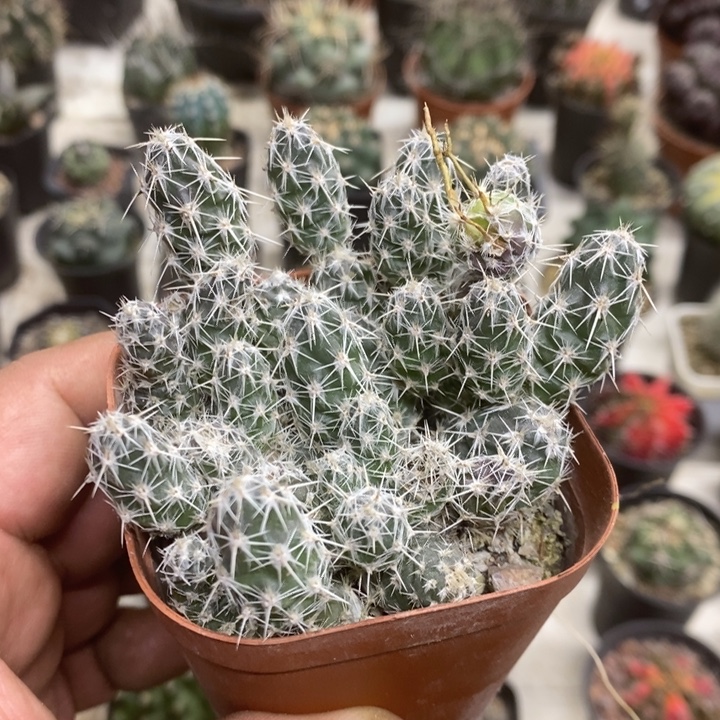 舞豆团扇特价福利