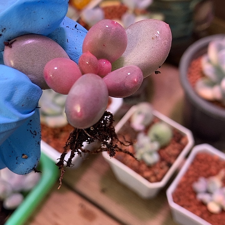 宽叶彩虹奶酪锦基因