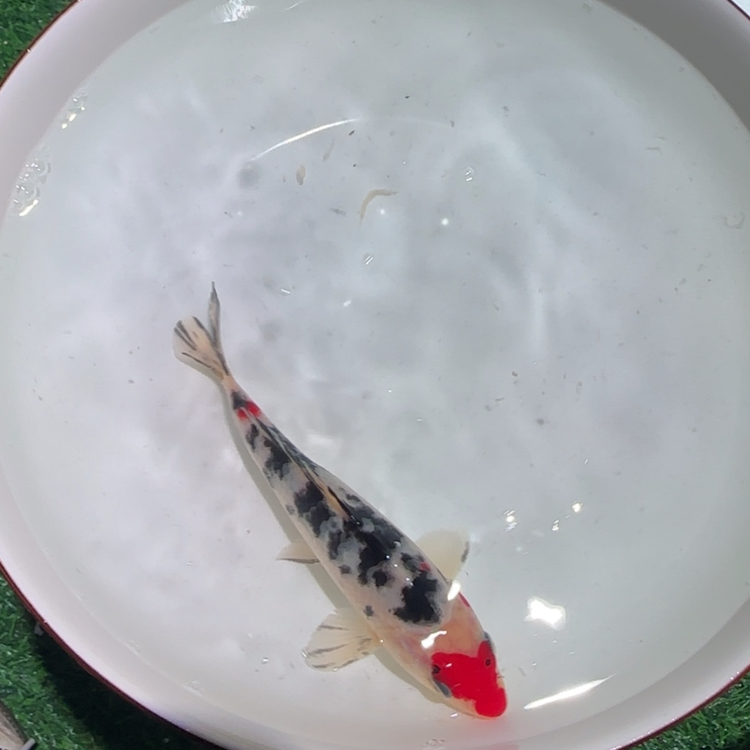 锦鲤锦鲤 观赏鱼锦鲤