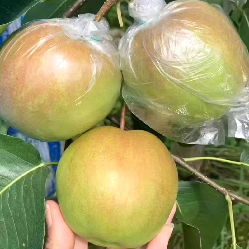 隰县玉露香梨瑕疵果（果面有果锈或果斑）12颗装8斤