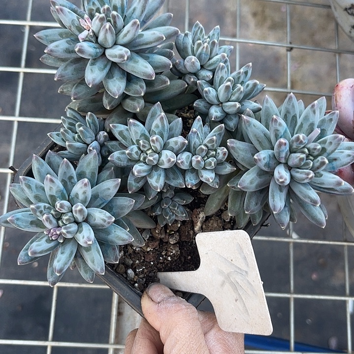 两单包邮，一物一拍，伊卡鲁斯780
