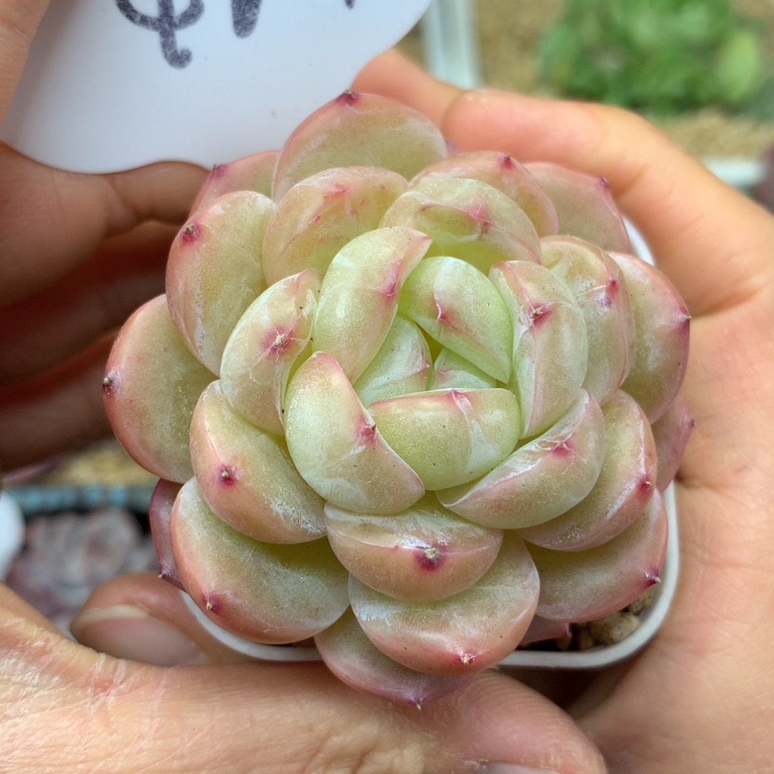 熊猫珍妮单头4209