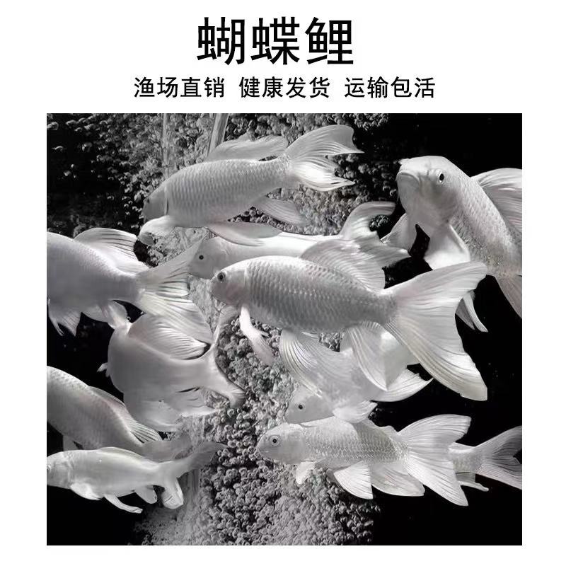 8-12贵妃白普身蝴蝶鲤观赏鱼冷水好养耐活群养赛级渔场直发
