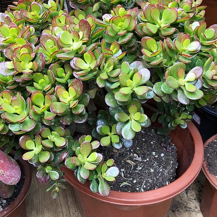 姬红花月一物一拍多肉