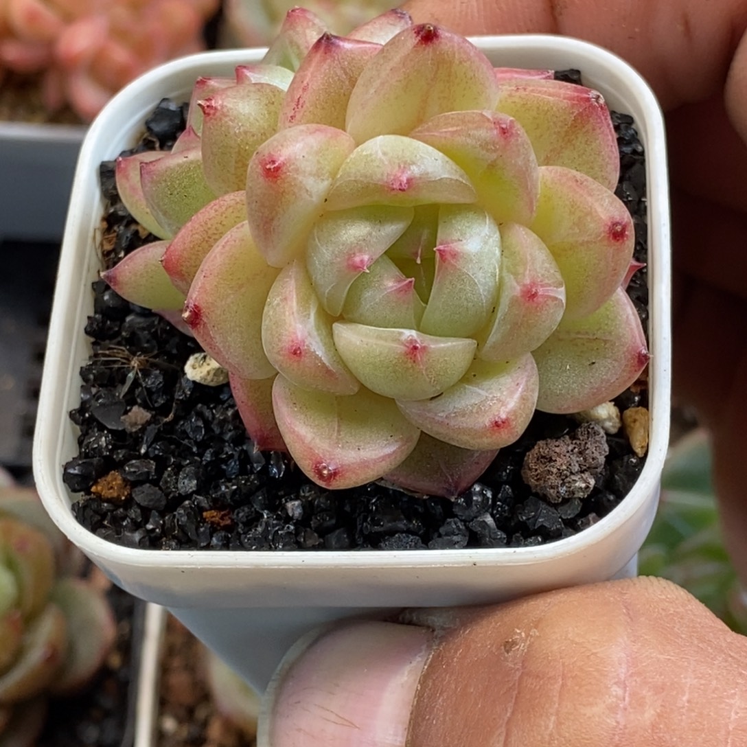 天官赐福百无禁忌