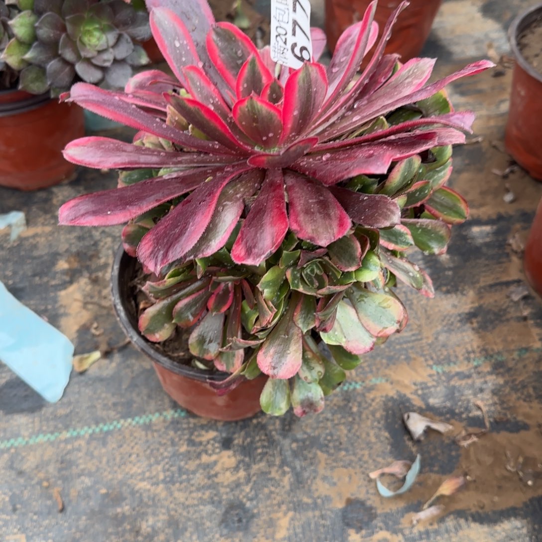 蒙娜丽莎677满20包邮断枝不包