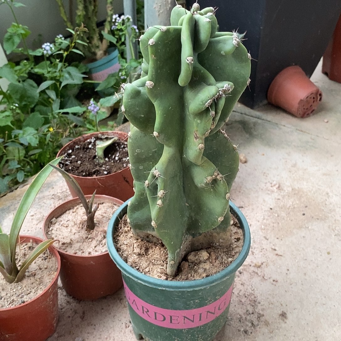 大象腿一物一拍一棵