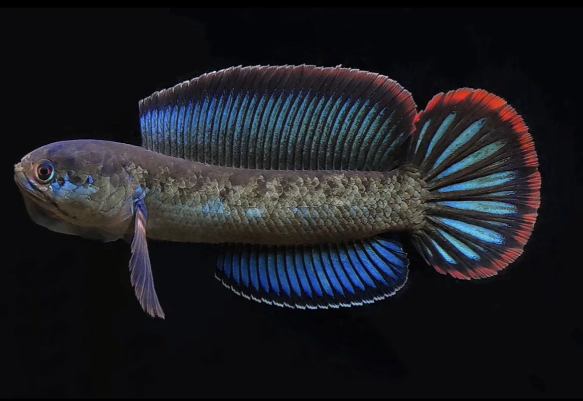 酒红雷龙好玩互动性高，小型雷龙颜值哥幻彩鬼王鱼观赏鱼活鱼鲜活