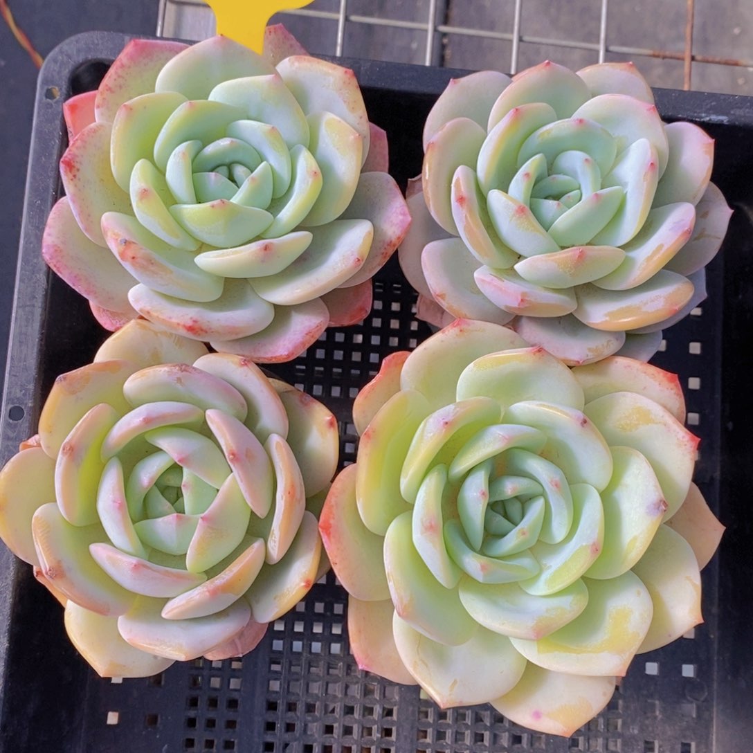 31-10-M母本奶油凤橙单头一个