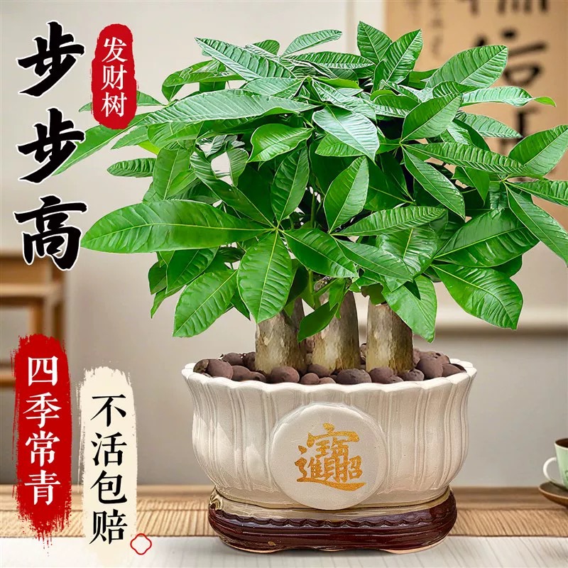 发财树盆栽花卉绿植物室内客厅盆栽大招财中式金钱树小盆栽盆景