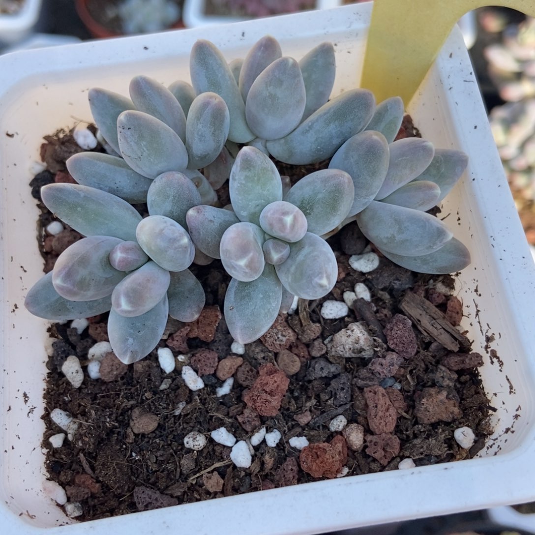 2086乌拉奶多肉植物