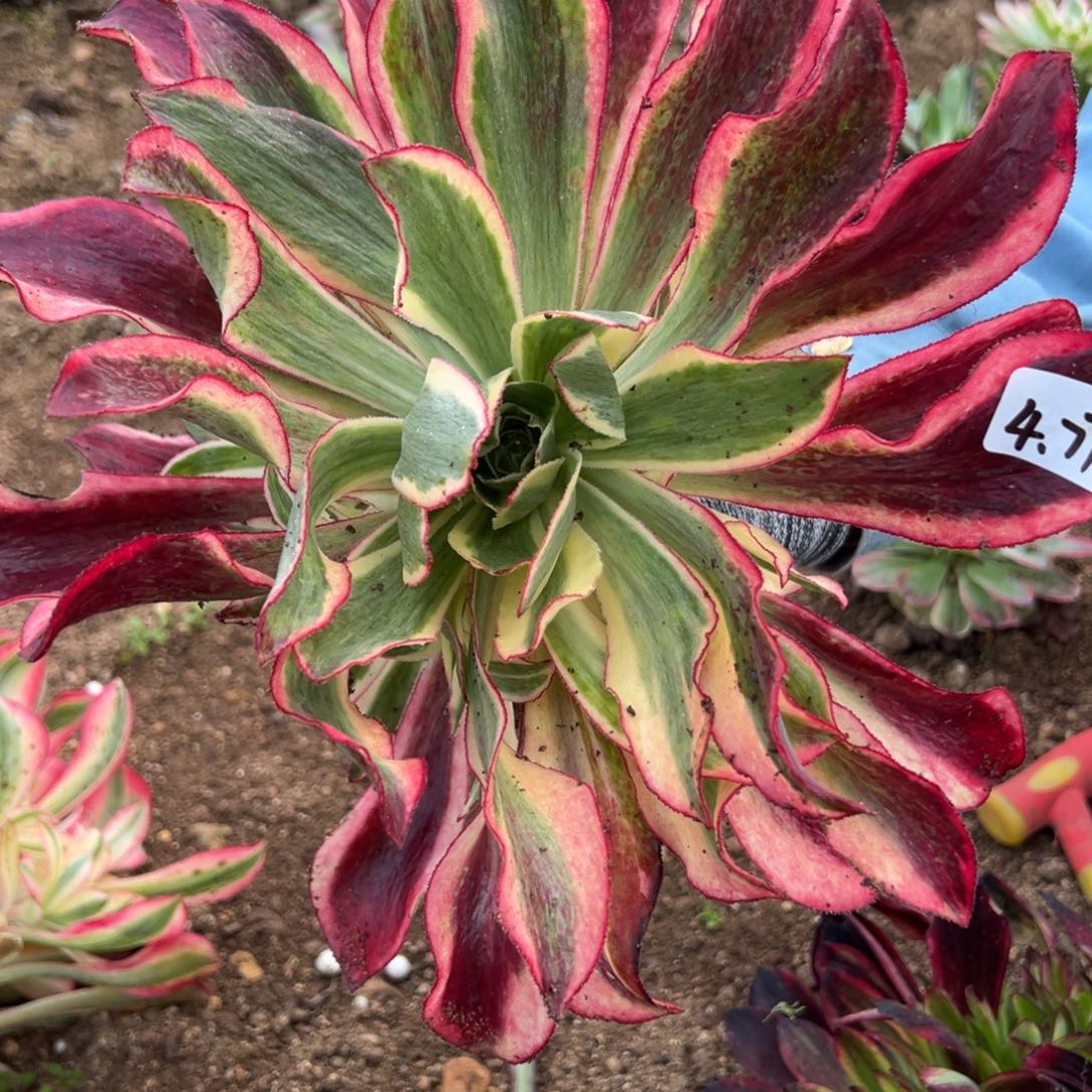 77黑魅影多肉多肉多肉