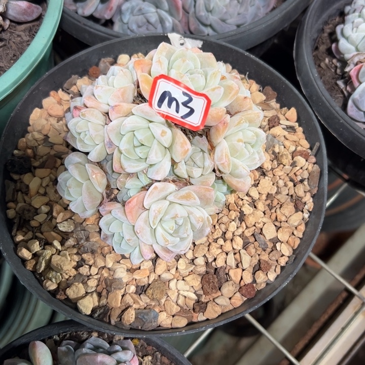 『****精品多肉植物老桩