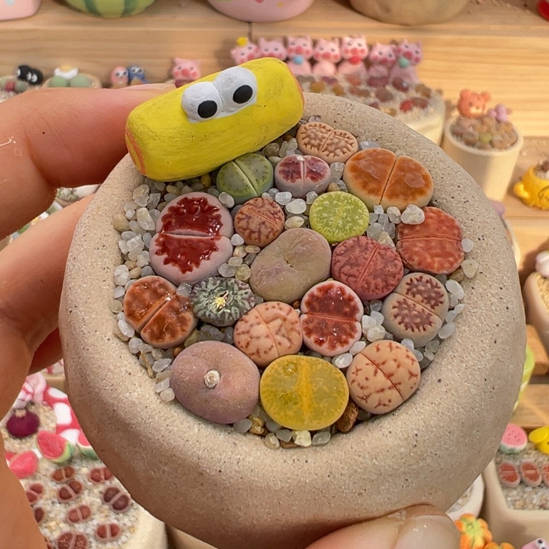 多肉植物11号彩色