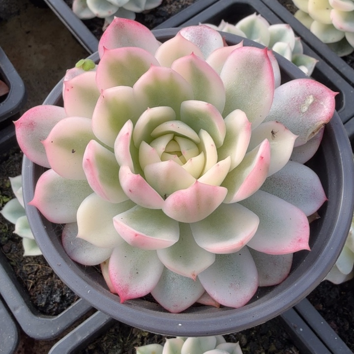 无替品韩水晶腹欧你锦 