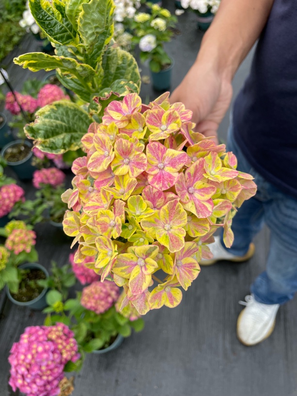 【武士】双十一上小苗 超新品绣球