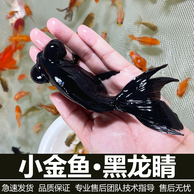 沐豪宠宠【小金鱼·黑龙睛】小金鱼观赏鱼红狮头鸿运当头大眼睛鱼