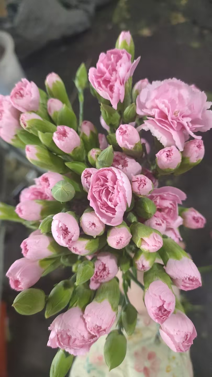 【一件包邮】浅粉色多头康乃馨20支   云南基地鲜花 家养 水养