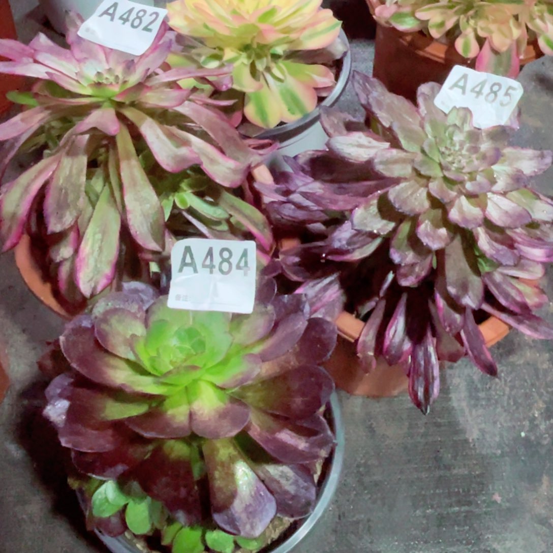 美级482花脸粉黛485赤颜连484