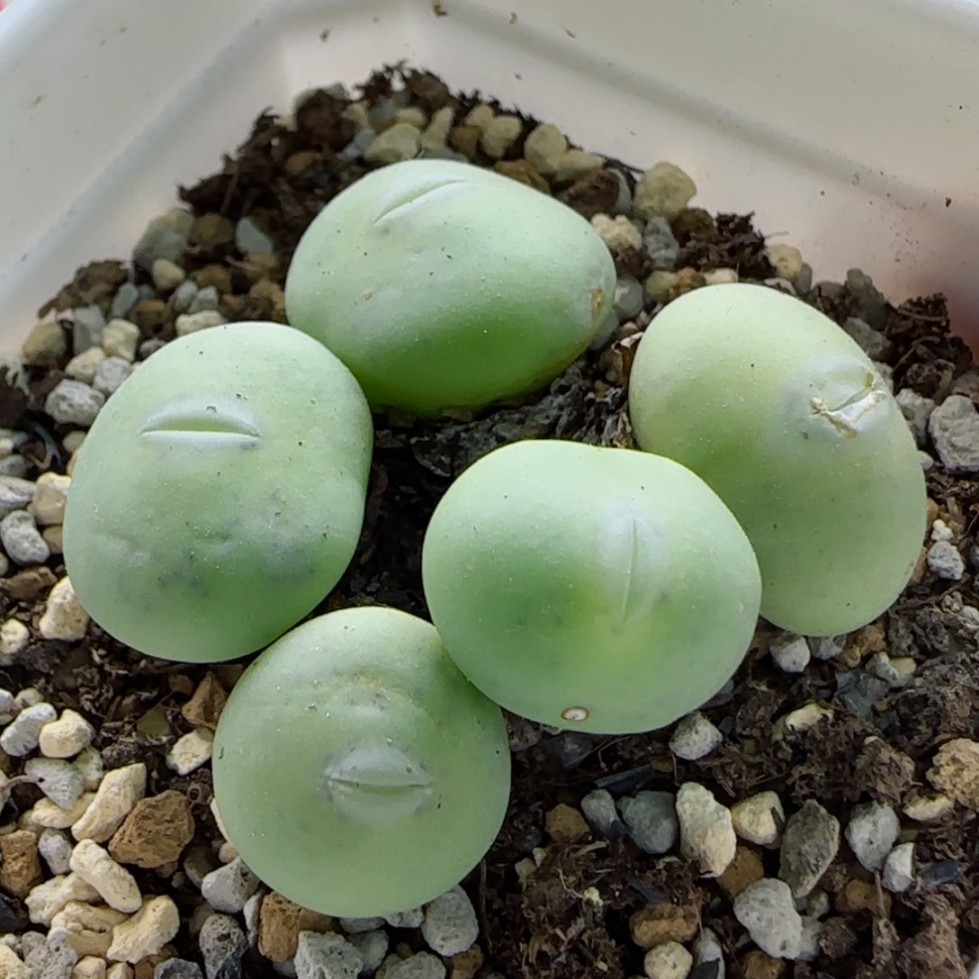 2-4-4-3全场8.8折满58包邮超嘟嘴白花大G脱土