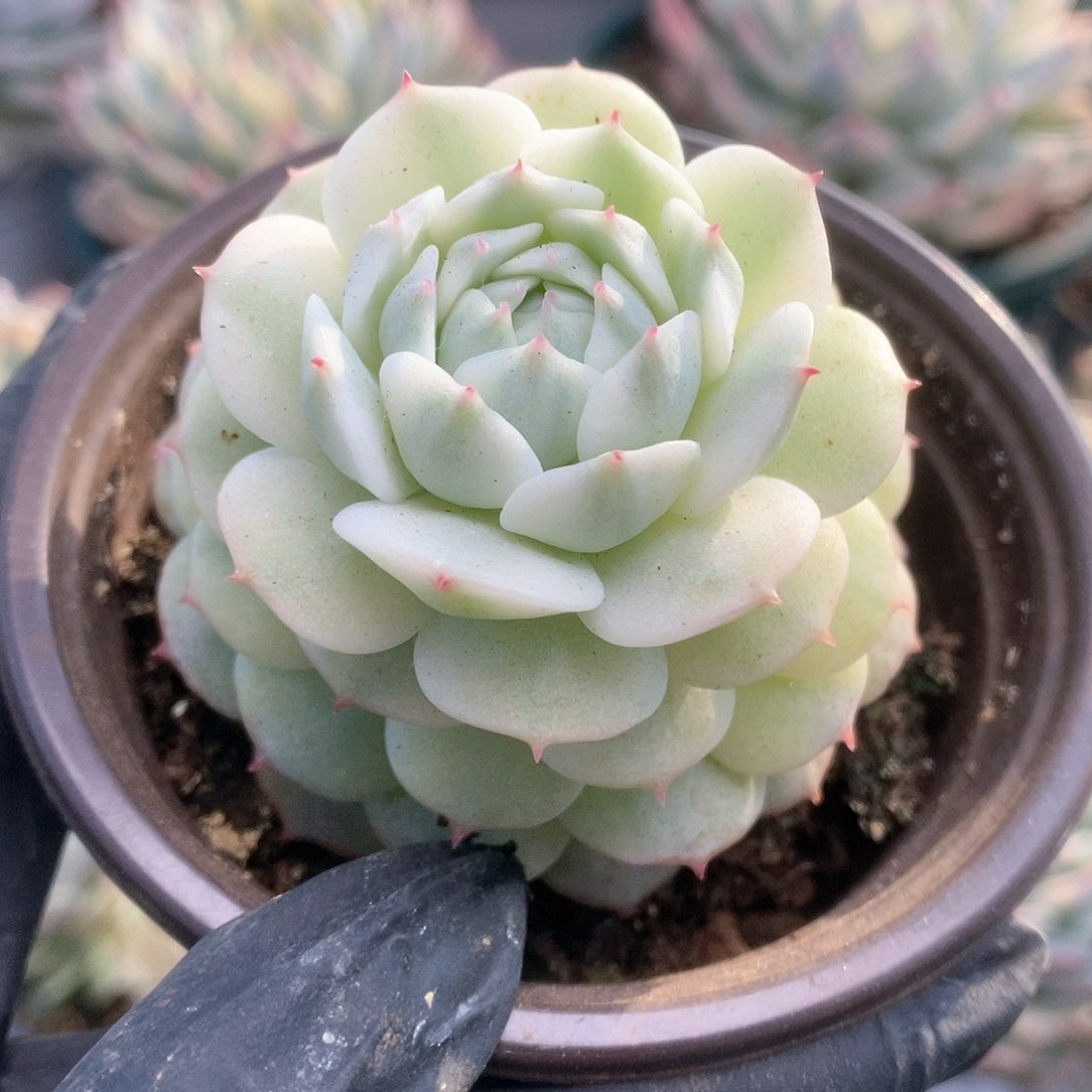 173静夜锦锦锦锦锦