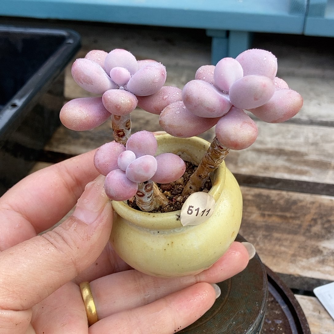 5111糖果腰子蛋带盆土