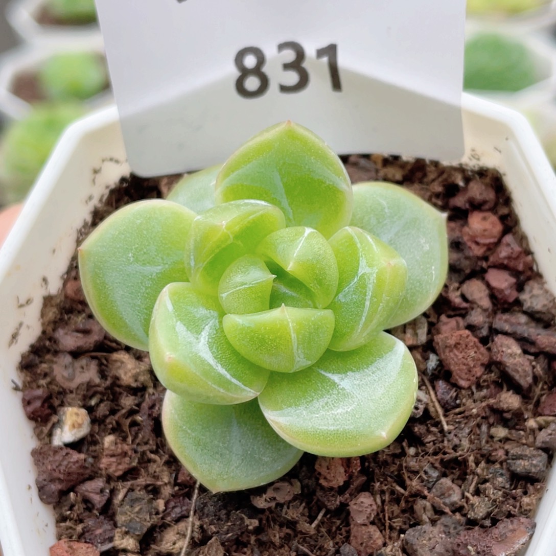 831号糖心冰心珍妮 编号福利