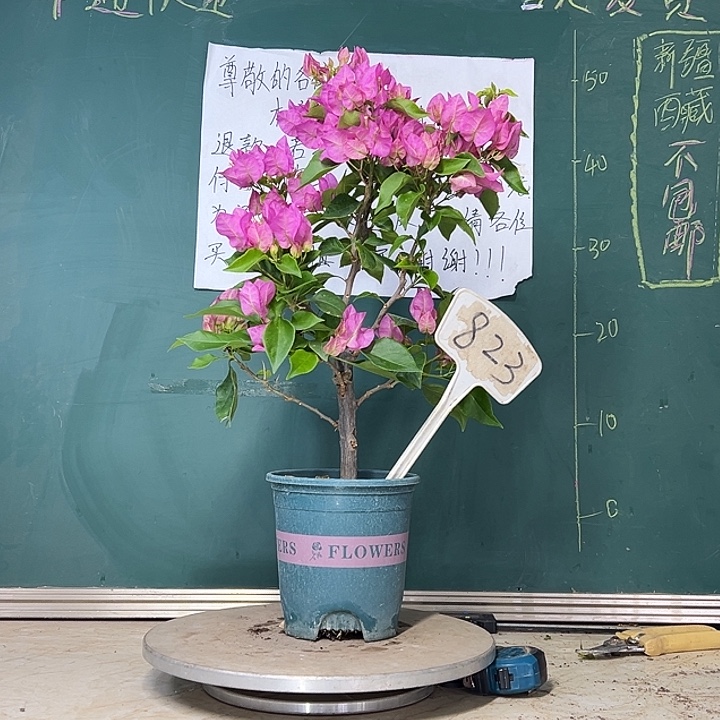 当前无花栽培后可以开花 比芭粉  823