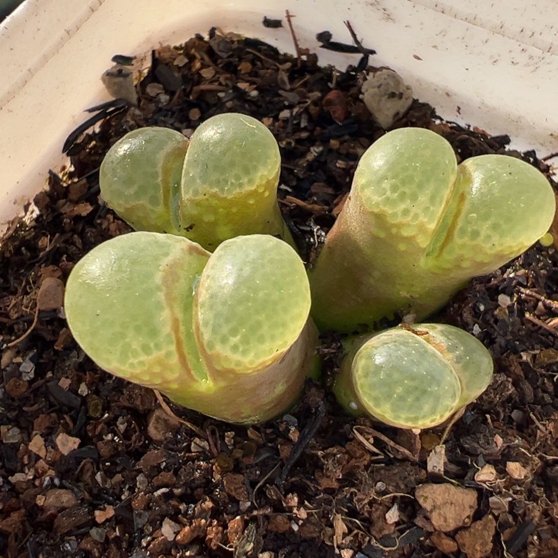粉芭比多肉植物盆栽植物