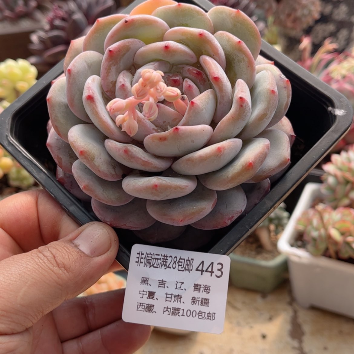 【闪购商品】443橙子