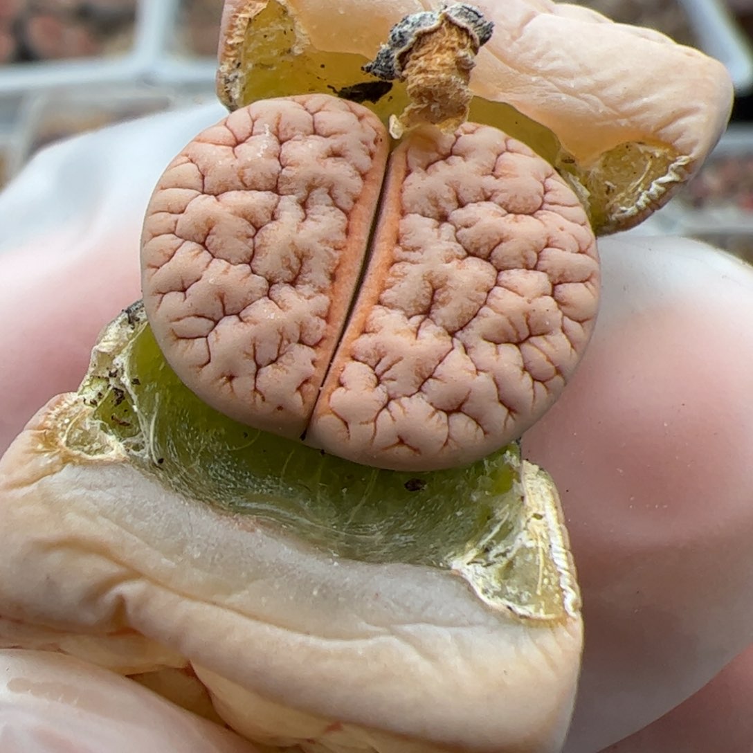 0713号荒多肉植物