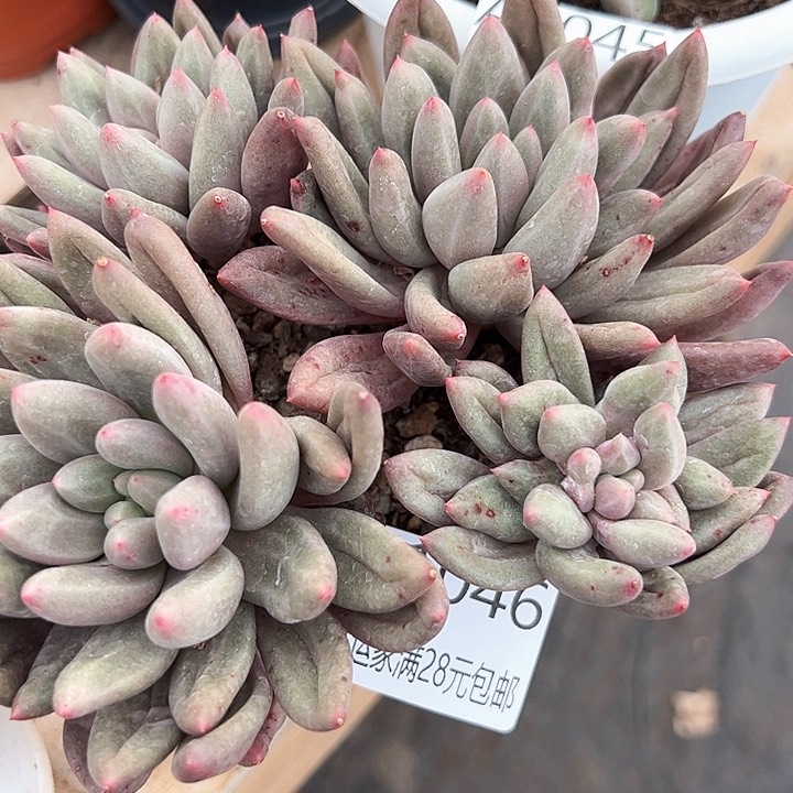 幸运的是我的朋友