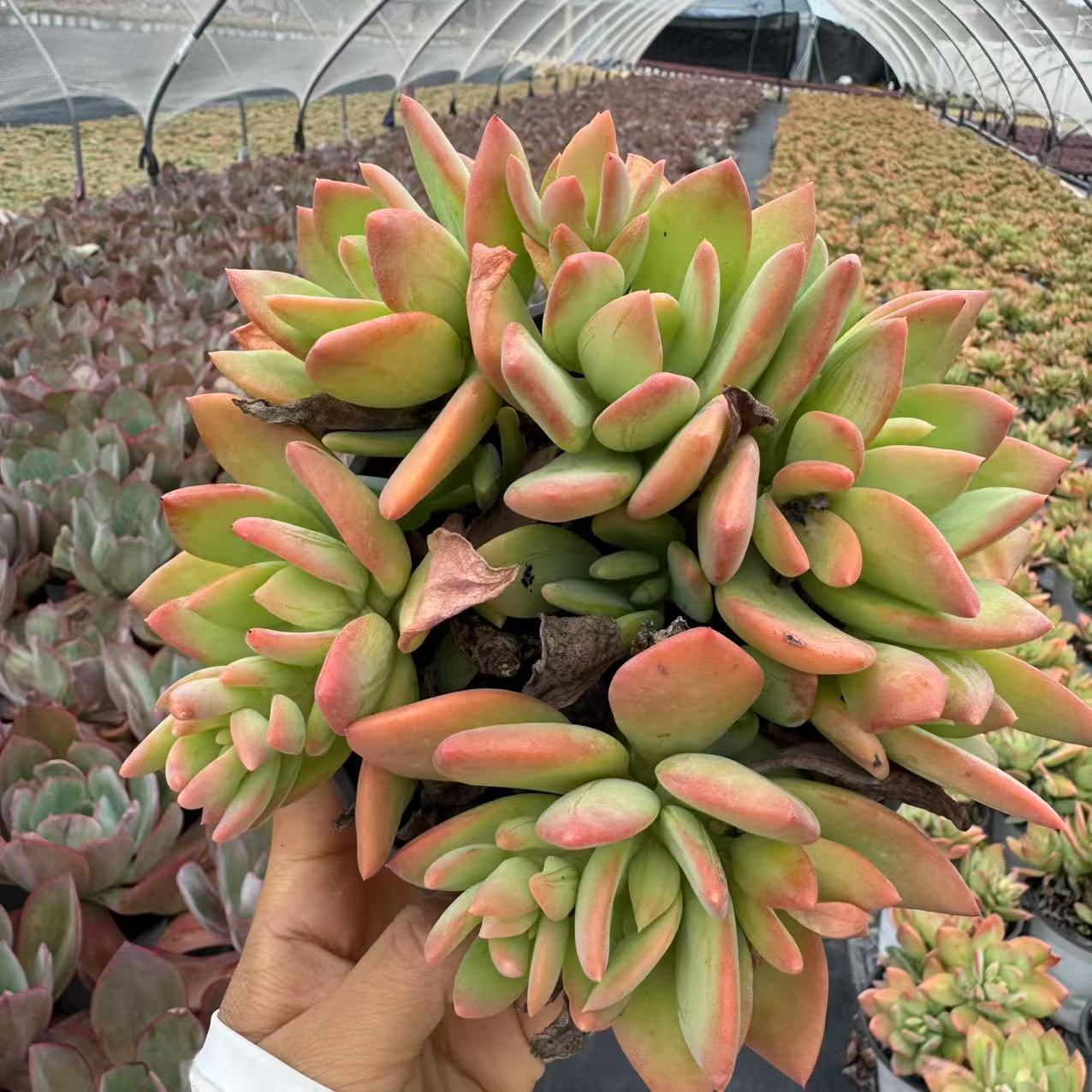 云漫多肉  盆栽伪群芒果美人，12㎝盆，多肉植物