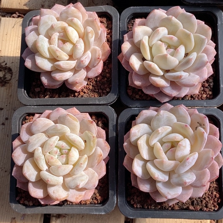 梦露4颗 韩货精品