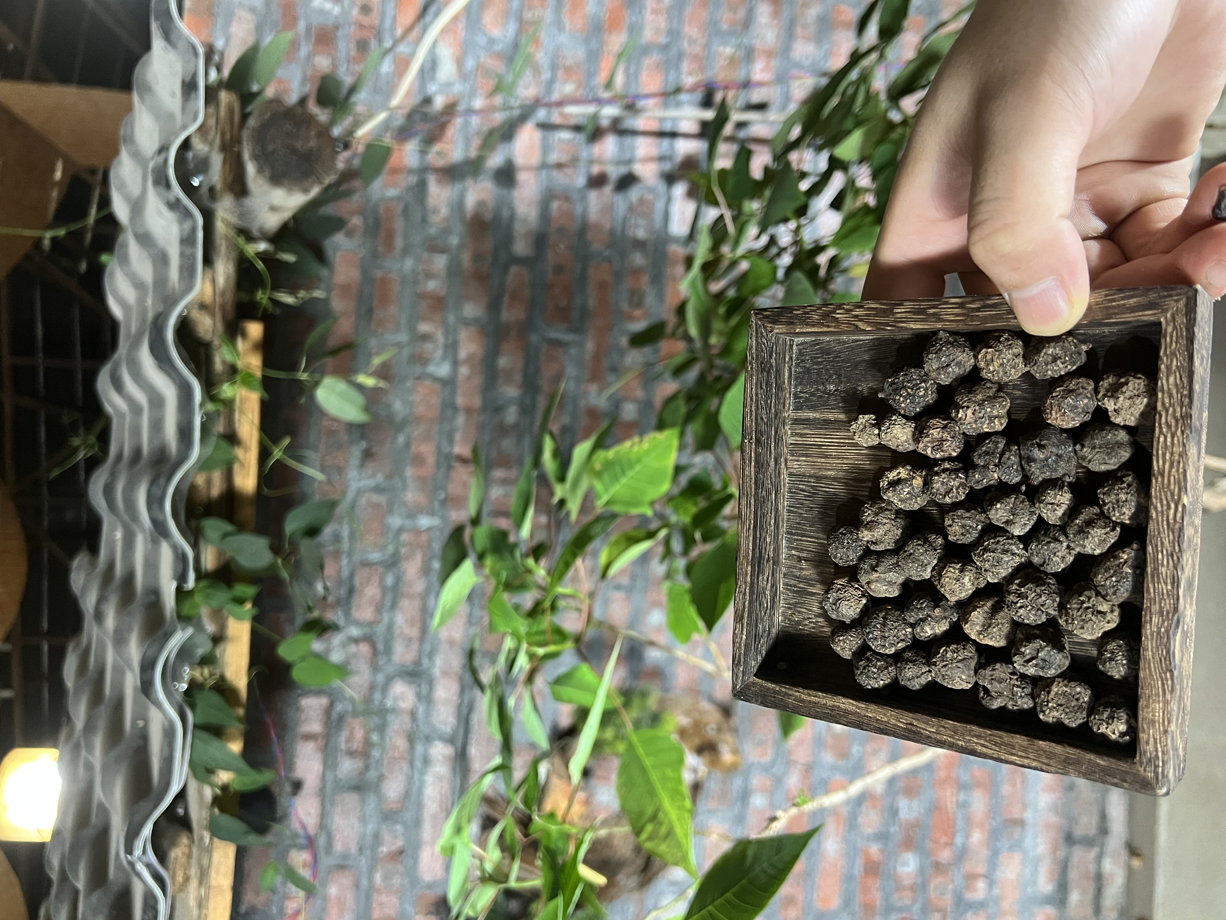 3【现收好物】 红土  土氵冗✘香✘ 果  藕150g-500g