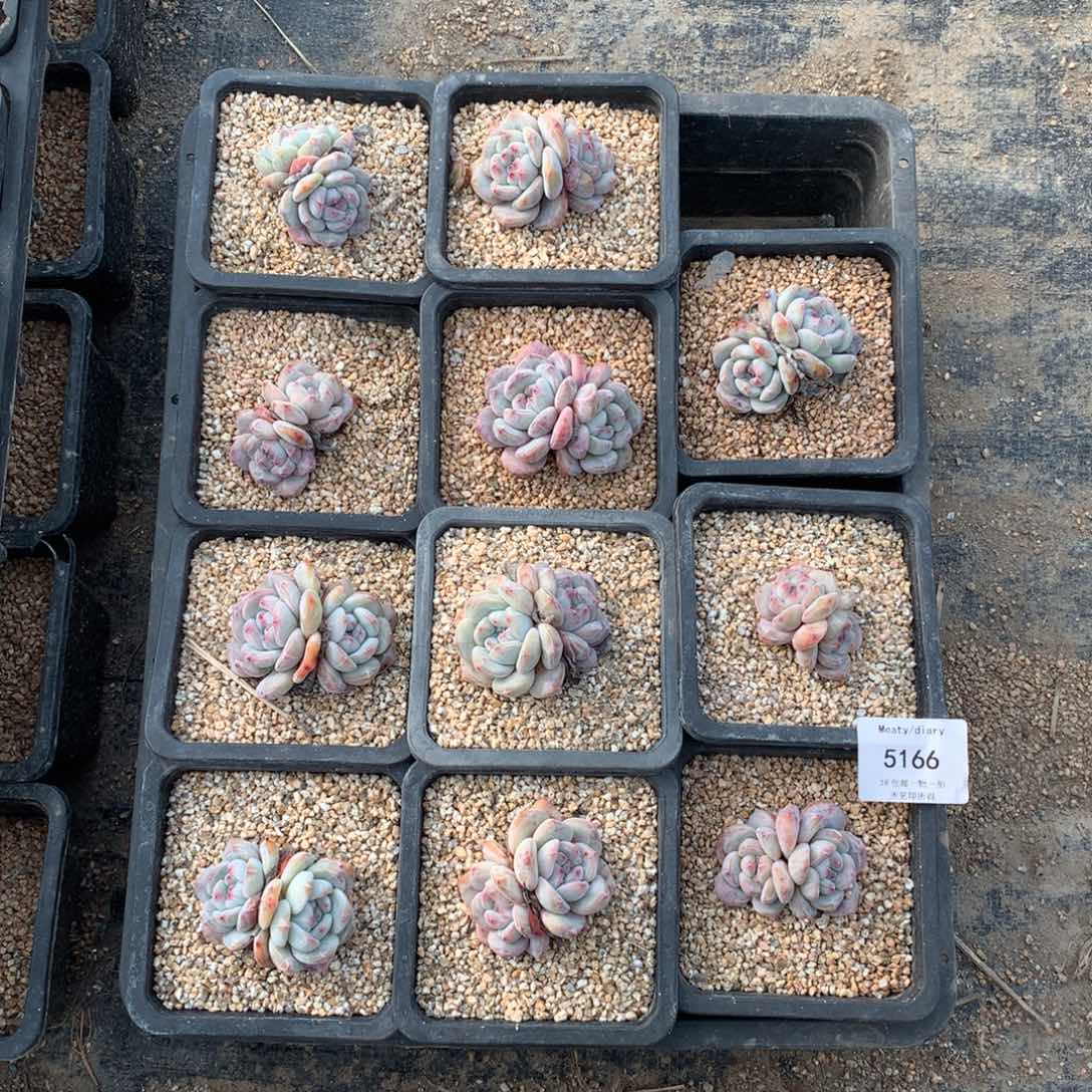 特5166精控星影双头4到5厘米11颗一组脱土发