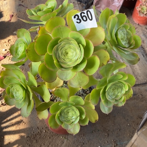 君美丽多肉植物法师不包损有断枝