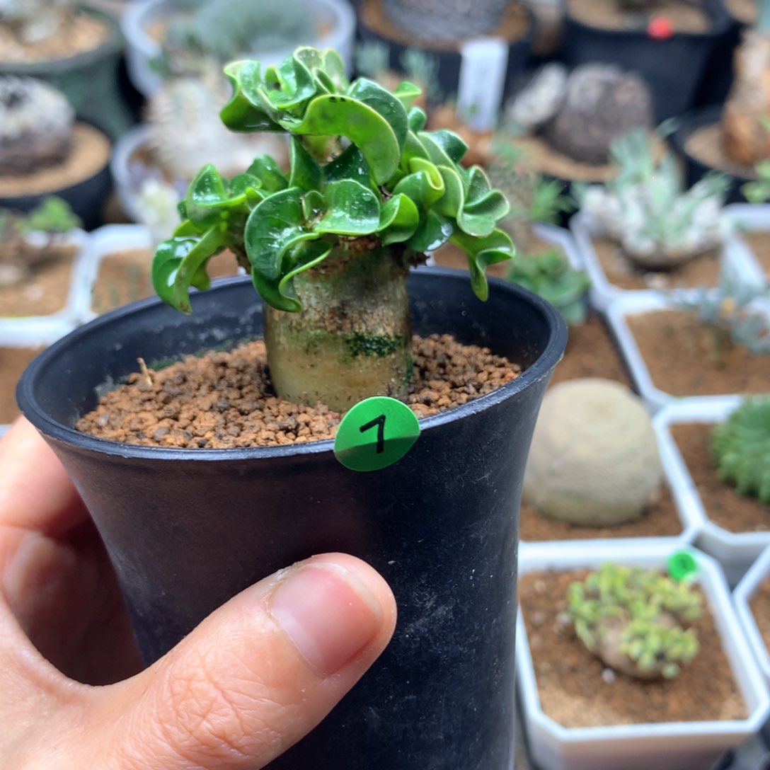 7号羊角沙漠玫瑰带盆多肉