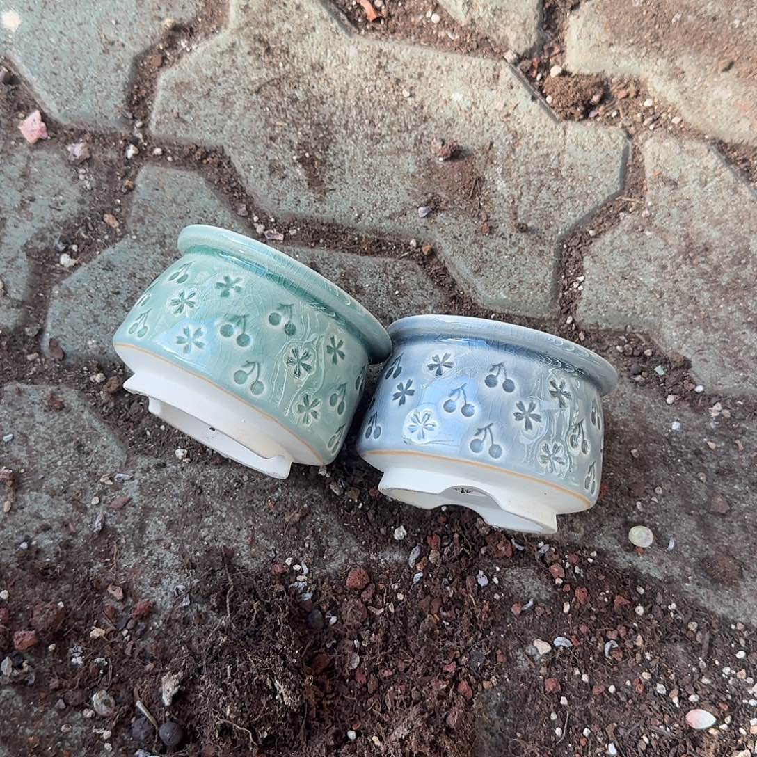 风***曳三个花盆樱桃➕一包土