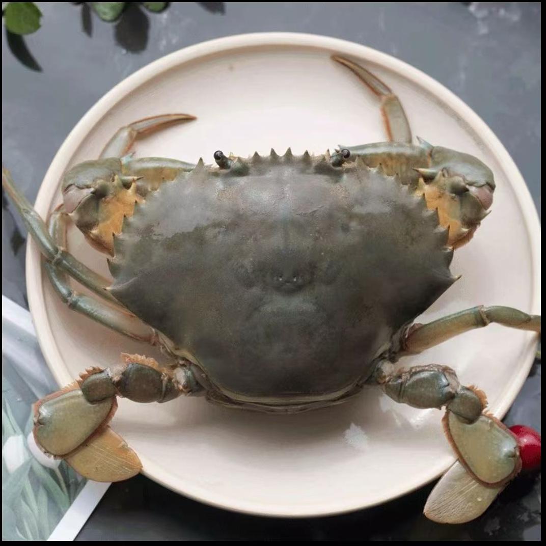 4-5两的3只 红螯蟹青蟹海鲜有膏有黄包活到家死一只赔一只 盛