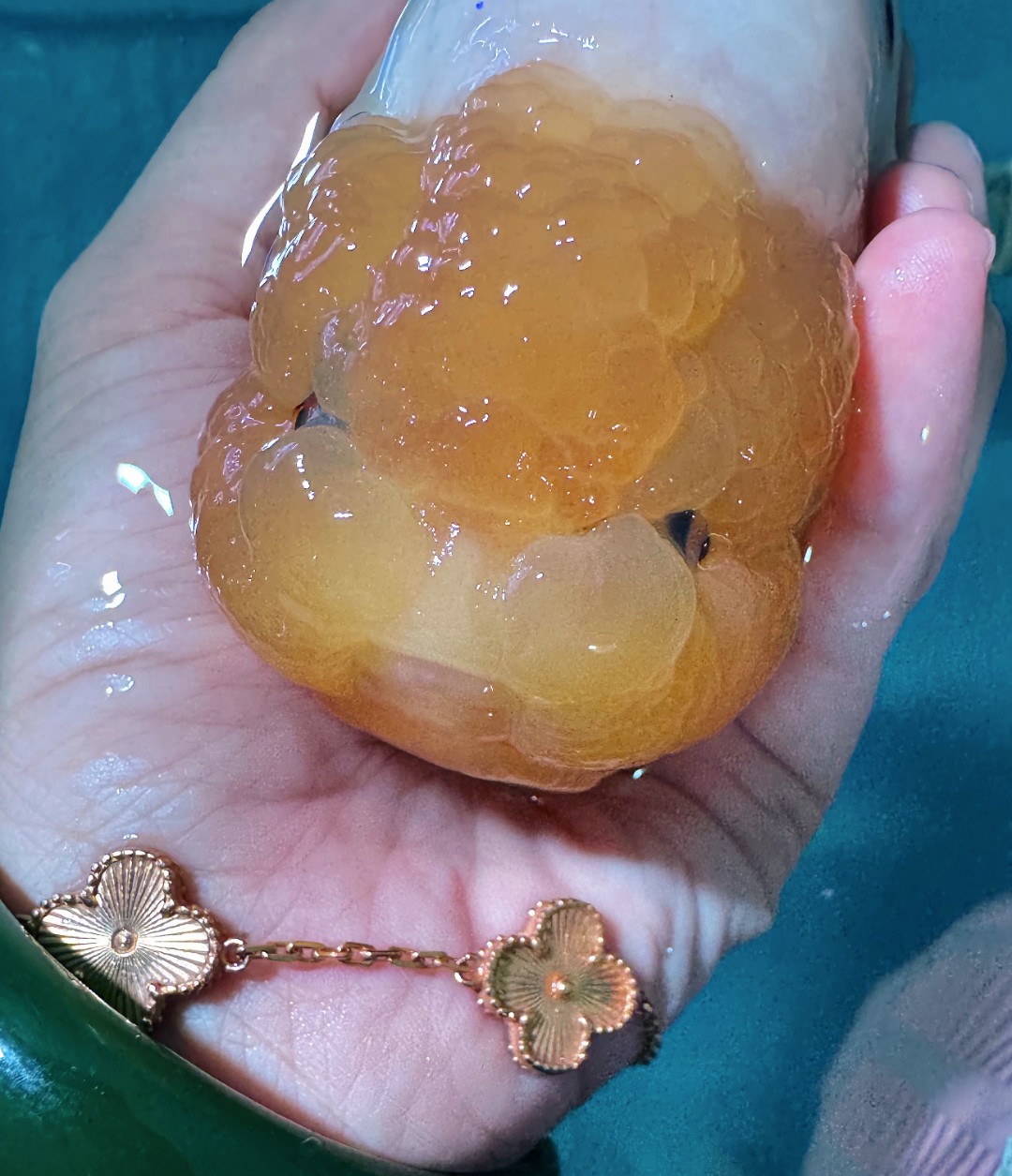 福州兰寿金鱼观赏鱼